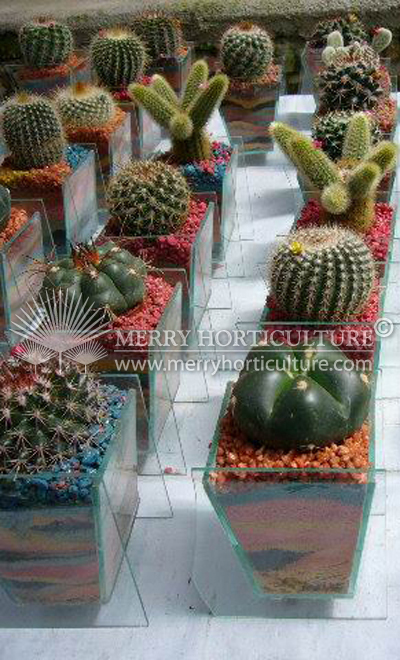 Cactus (with glass container)